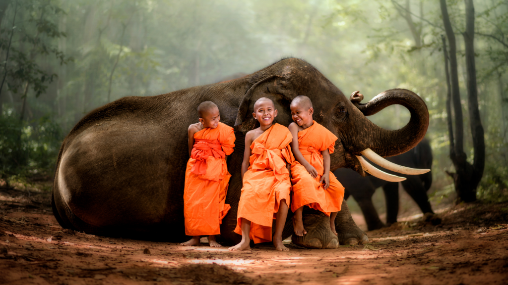 Why You Shouldn’t Ride Elephants in Thailand